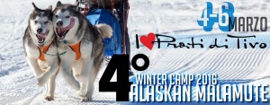 ALASKAN MALAMUTE Winter Camp 2016 