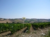 Torano